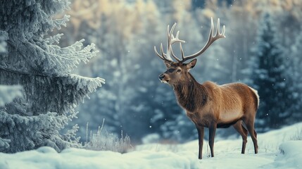 noble deer male in winter snow forest in mountains