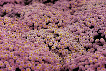 Beautiful lilac Chrysanthemums flowers blooming in garden 