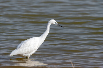Little Egret (Egretta garzetta) hunting 