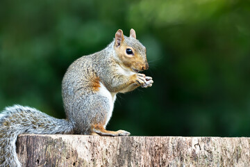 Portrait of a cute grey squirrel eating nut on a tree stump