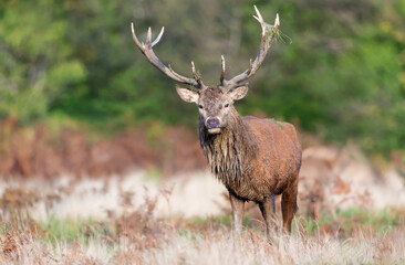 Red deer stag standing with grass on antlers during the rut in autumn