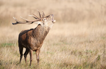 Red deer stag calling during the rut in autumn