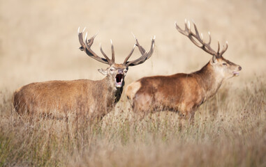 Red deer stags calling during the rut in autumn