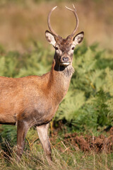 Portrait of a young red deer stag standing in grass in autumn