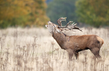 Red deer stag calling during the rut in autumn