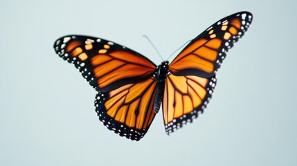 Fototapeta premium butterfly isolated on white