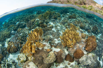 A beautiful and diverse collection of marine life, including corals and fish, thrive on a shallow reef on Pantar Island near Alor, Indonesia. This region harbors spectacular marine biodiversity.