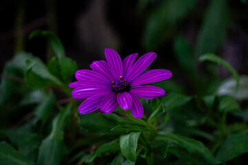 fiore viola