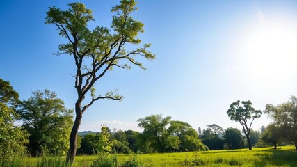 A scenic view of a peaceful forest with tall green trees, lush foliage, and a clear blue sky above, landscape, beauty