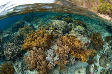 A beautiful and diverse collection of marine life, including corals and fish, thrive on a shallow reef on Pantar Island near Alor, Indonesia. This region harbors spectacular marine biodiversity.