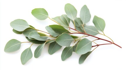 eucalyptus branch close-up on white background