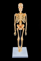 Human Skeleton Model with Clear Base on Black Background