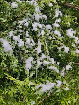 branches of a Christmas tree covered with snow natural spruce winter background with traces
