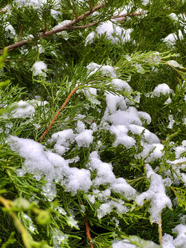 branches of a Christmas tree covered with snow natural spruce winter background with traces
