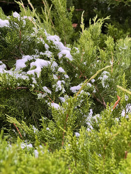 branches of a Christmas tree covered with snow natural spruce winter background with traces
