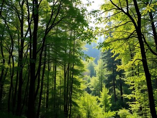 Fototapeta premium A lush green forest with sunlight streaming through the trees, creating a serene and peaceful atmosphere, ecology, serene