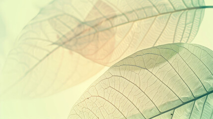 Transparent leaves closeup on a beige background
