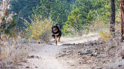 Australian Shepherd Dog Running Down Trail, Dog Come Command, Running, Sprinting Dog