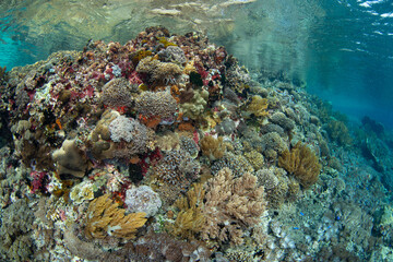 A beautiful and diverse collection of marine life, including corals and fish, thrive on a shallow reef on Pantar Island near Alor, Indonesia. This region harbors spectacular marine biodiversity.