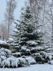 branches of a Christmas tree covered with snow natural spruce winter background with traces