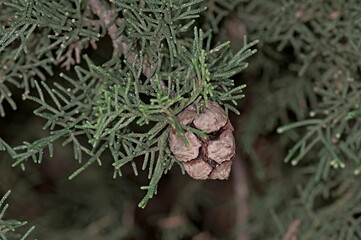 Cupressus sempervirens, the Mediterranean cypress is a species of cypress native to the eastern Mediterranean region and Iran