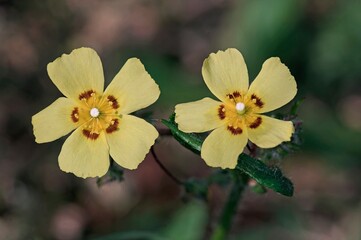 Obraz premium Tuberaria guttata, the spotted rock-rose or annual rock-rose, is an annual plant of the Mediterranean region, Crete