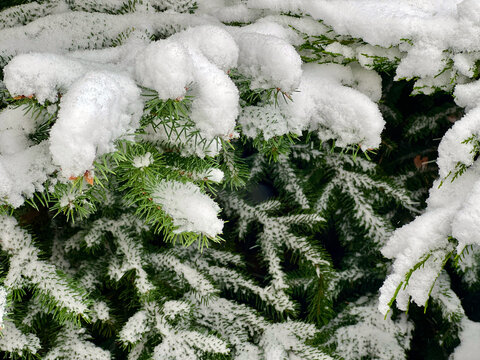 branches of a Christmas tree covered with snow natural spruce winter background with traces
