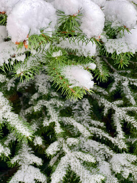 branches of a Christmas tree covered with snow natural spruce winter background with traces