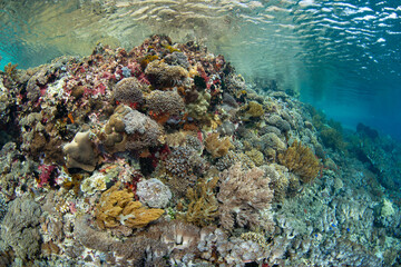 A beautiful and diverse collection of marine life, including corals and fish, thrive on a shallow reef on Pantar Island near Alor, Indonesia. This region harbors spectacular marine biodiversity.