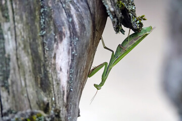 Gros plan sur une mante religieuse à la recherche d'un abris pour pondre ses œufs