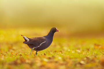 portrait d'une poule d'eau dans une ambiance doré