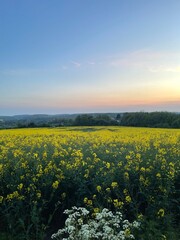 Obraz premium field of flowers