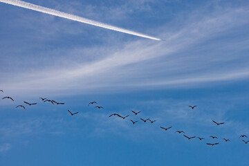 A flock of migratory birds and an airplane in the sky. Turkey. March