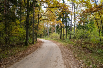 A path in the Białowieza Forest, with an autumn atmosphere