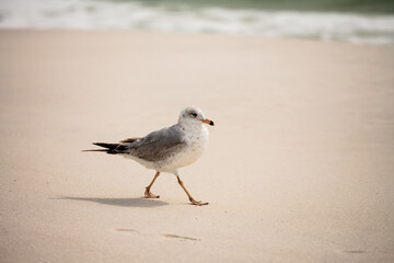 Ring-billed gull walks the Florida beach at Topsail Hill Preserve State Park, looking for any food the tourist may have left behind