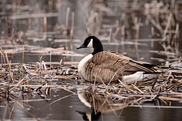 Canadian goose resting in spring marsh within Horicon National Wildlife Refuge, Waupun, Wisconsin