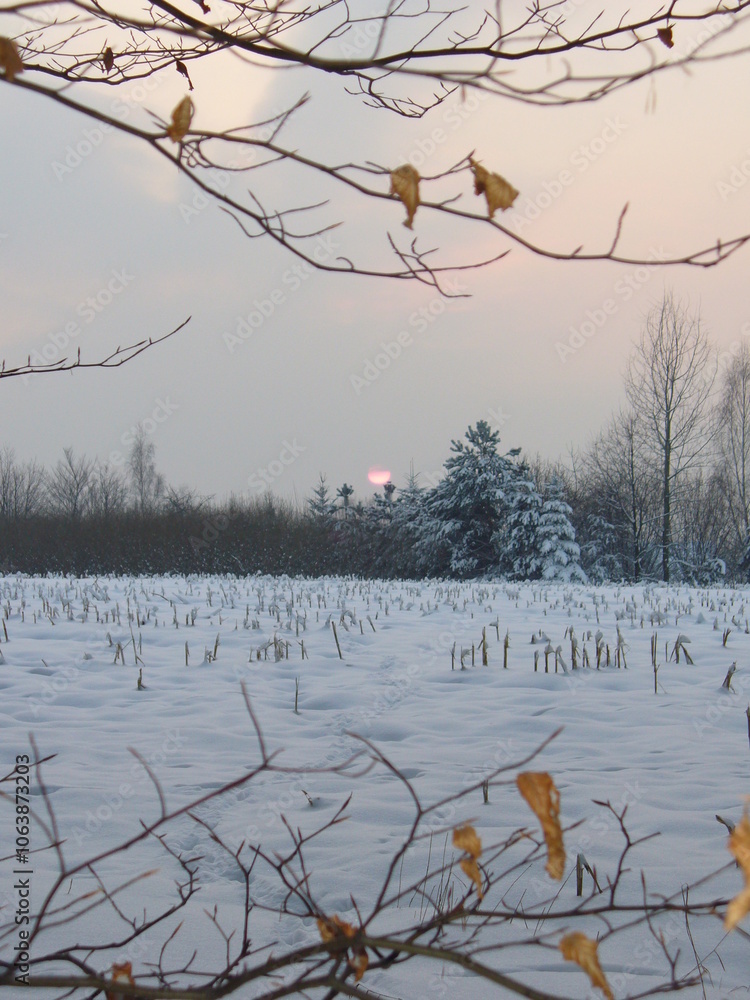 Poster field and forest with coniferous trees covered with white snow, cloudy sky with fragment of pink dis