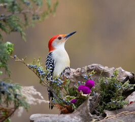 Naklejka premium woodpecker with fall autumn in background