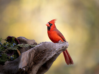 male cardinal with fall autumn in background