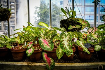 Colourful  caladium leaves at the greenhouse