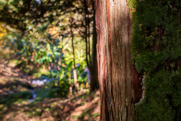 In a serene forest, a tree trunk is adorned with lush green moss
