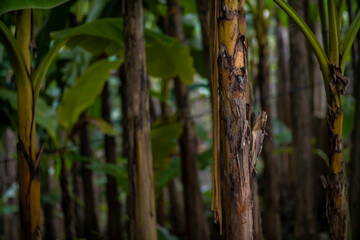 Obraz premium A detailed close up of a banana tree located in a lush tropical forest