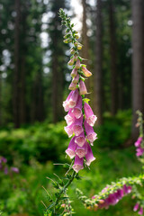 Purple foxglove flower in bloom with bell-shaped petals, detailed close-up against a blurred green background. Peaceful © Yunona