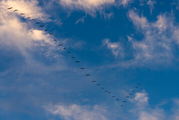 Flying crane birds against the blue sky. Warmia and Masuria region.
