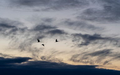 Flying crane birds. Warmia and Masuria region.