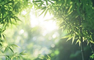 Obraz premium 緑の竹林の中で柔らかな光が差し込む午後の風景
