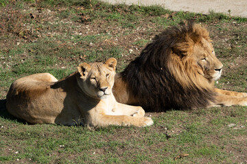Lion, Lioness, Grass - Male and female lions resting on a grassy field, likely at a zoo or wildlife sanctuary.