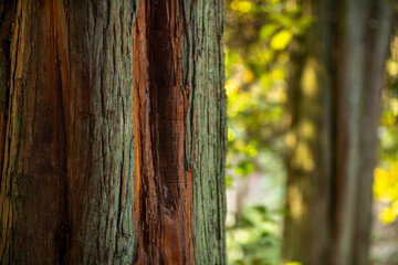 This image shows a closeup view of a tree trunk in a forest