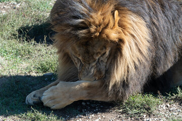 Obraz premium Lion Grooming Paw Grass - A close-up photo of a lion grooming its paw in a grassy field.