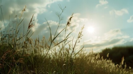 Obraz premium Sunlit grasses sway gently in a field under a wide sky, capturing the beauty of nature in a tranquil, breezy day moment.